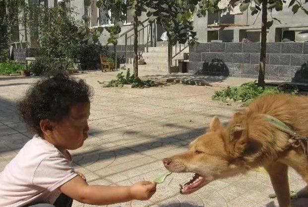 几条狗追小男孩(几条狗追小男孩的电影)